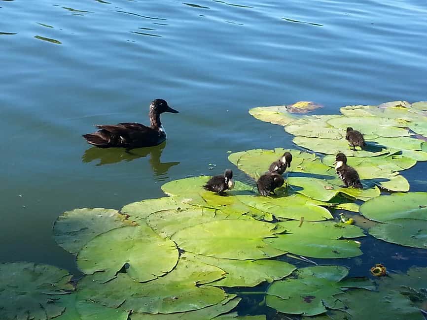 Mantua: Guided Panoramic Boat Tour "City, Lakes, and Natural Park" - Practical considerations before you go