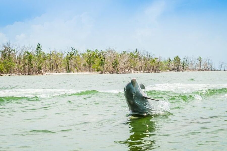 Marco Island: Dolphin-Watching Boat Tour - Key Things I’d Circle On Your Map