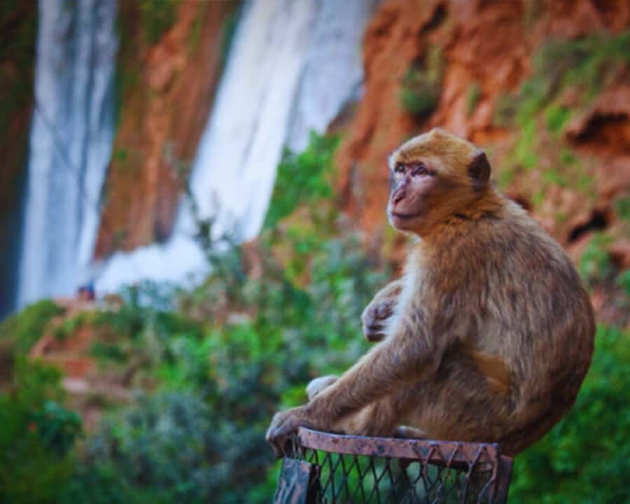 Marrakech: Day Tour to Ouzoud Waterfalls with Boat Trip - Tagine by the waterfalls: lunch options and what to watch