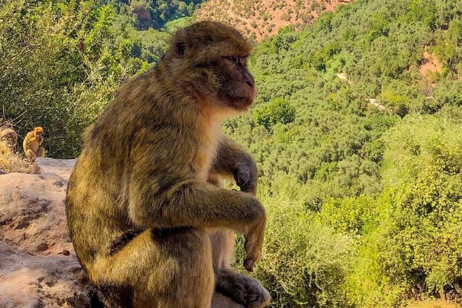Marrakech : Ouzoud Waterfalls, Guided MountainTour & Boat Ride - Group tour value: why this works when you don’t want logistics