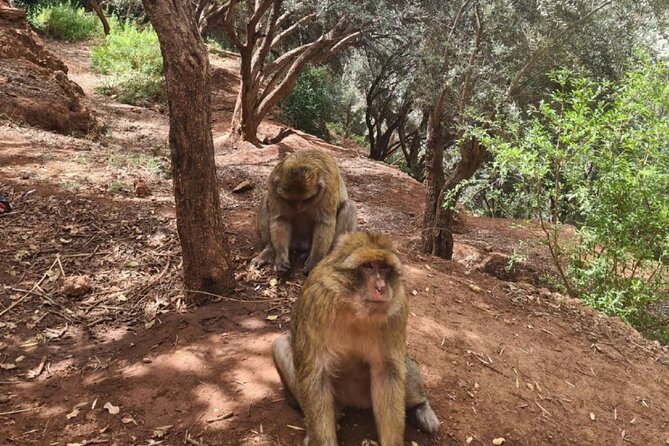 Marrakech : Ouzoud Waterfalls, Guided MountainTour & Boat Ride - Argan oil cooperative: more than a shop stop