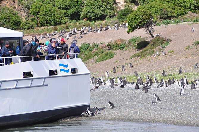 Martillo Island: Boat Trip to the Penguin Colony & Beagle Channel - Key things to know before you go