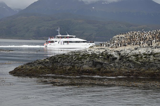Martillo Island: Boat Trip to the Penguin Colony & Beagle Channel - The penguins on Martillo Island: how to get good photos and better viewing