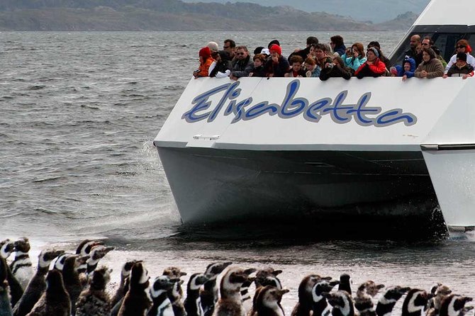 Martillo Island: Boat Trip to the Penguin Colony & Beagle Channel - Who should book this Martillo Island penguin boat trip?