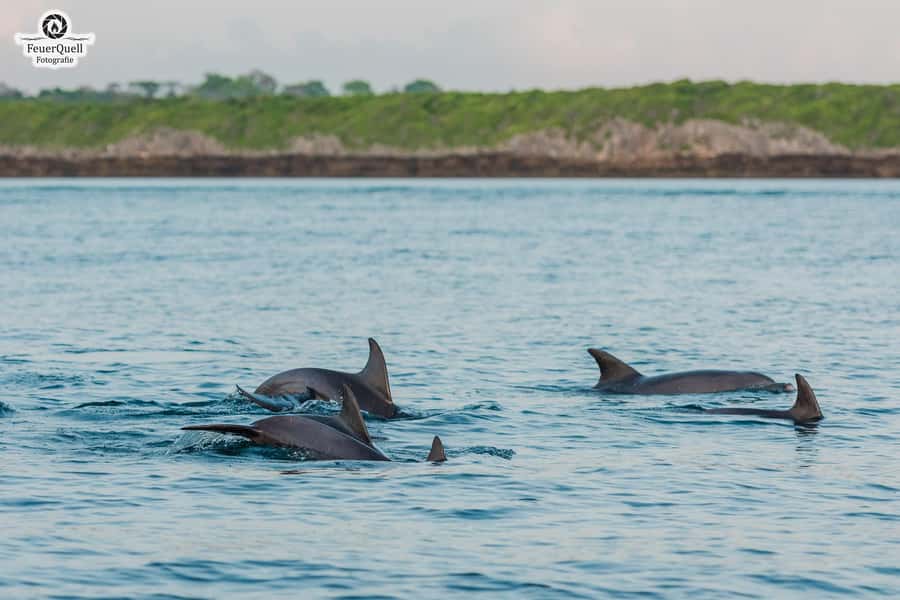 Matemwe: Mnemba Island Dolphin & Snorkeling Boat Trip - Key highlights you’ll care about