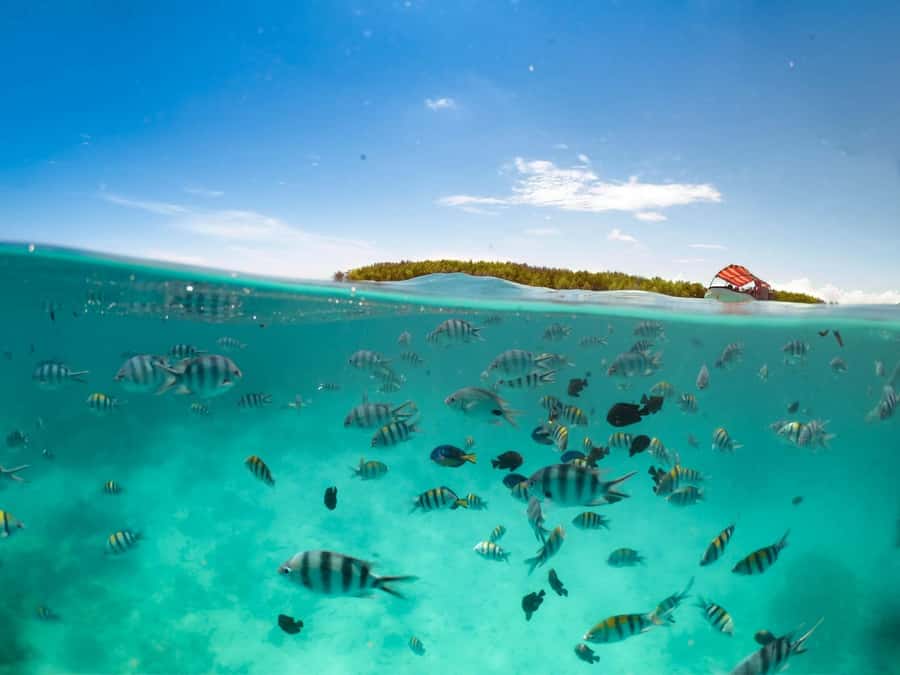 Matemwe: Mnemba Island Dolphin & Snorkeling Boat Trip - Mnemba Island photo stop and guided time: what you’re doing before you snorkel
