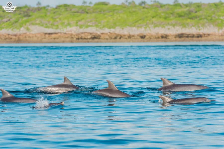 Matemwe: Mnemba Island Dolphin & Snorkeling Boat Trip - Sea turtles: possible, not promised