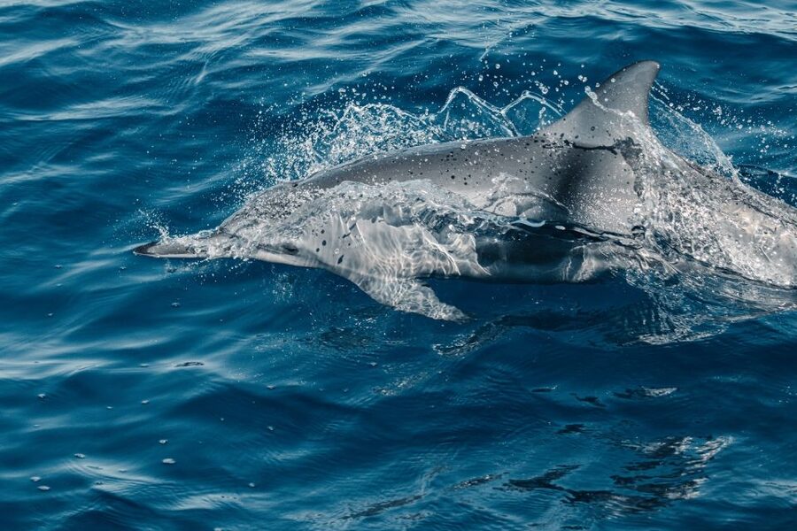 Maui: Kaanapali Dolphin Watching Boat Trip with Lunch - What I Think You’ll Love Most