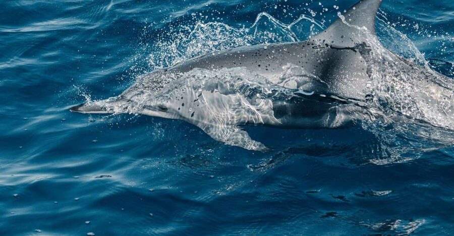 Maui: Kaanapali Dolphin Watching Boat Trip with Lunch - Your 150 Minutes Aboard: How the Time Feels
