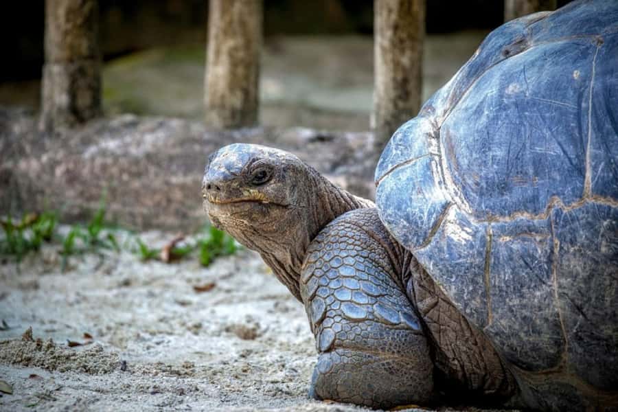 Mauritius: Ile aux Aigrettes Nature Reserve with Boat Ride - Key Things I’d Pay Attention To