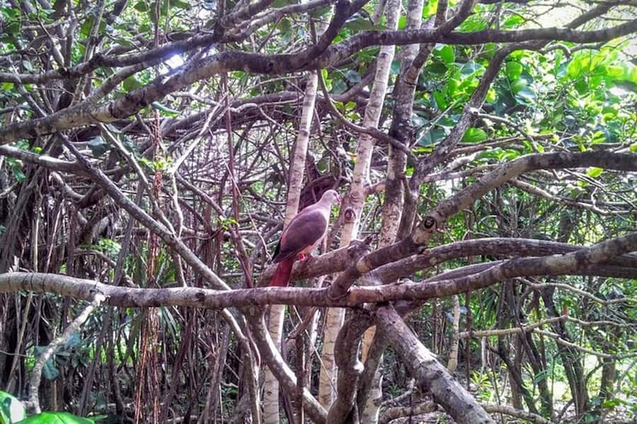 Mauritius: Ile aux Aigrettes Nature Reserve with Boat Ride - La Vanille Nature Park: Insectarium and Fossil Museum Moments
