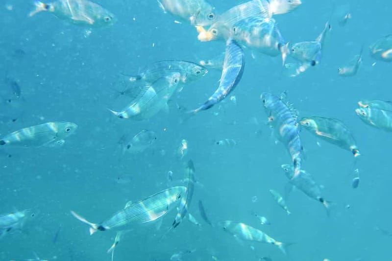 Medulin: Full-Day Boat Tour to Kamenjak and Levan with Lunch - Levan Island’s 2-Hour Sandy Break: Swim, Sunbathe, and Plan for Extras