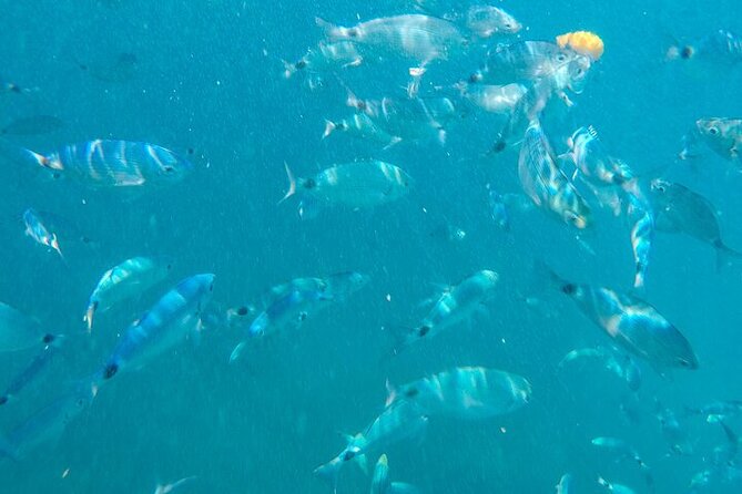 Medulin: Glass Boat Tour Experience to Kamenjak - Wildlife Watching From the Water: What to Look For