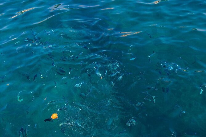 Medulin: Glass Boat Tour Experience to Kamenjak - The Mermaid-Guide Expectation: Fun Theme, Manage the Details