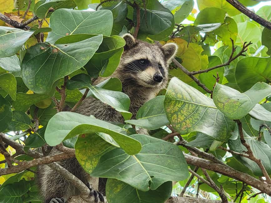 Miami: Biscayne Bay Ultimate Boat Tour with Kayak Experience - Key things to know before you go