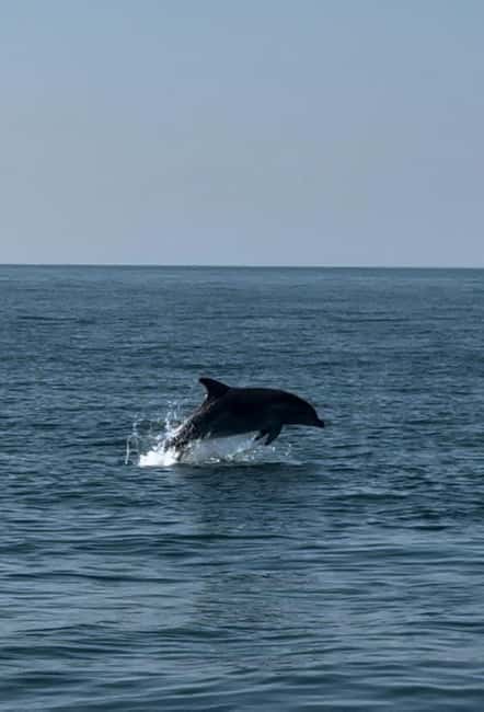 Milano Marittima: Riviera Romagnola Half-Day Boat Tour - Dolphins, Seagulls, and the Fun Side of the Cruise