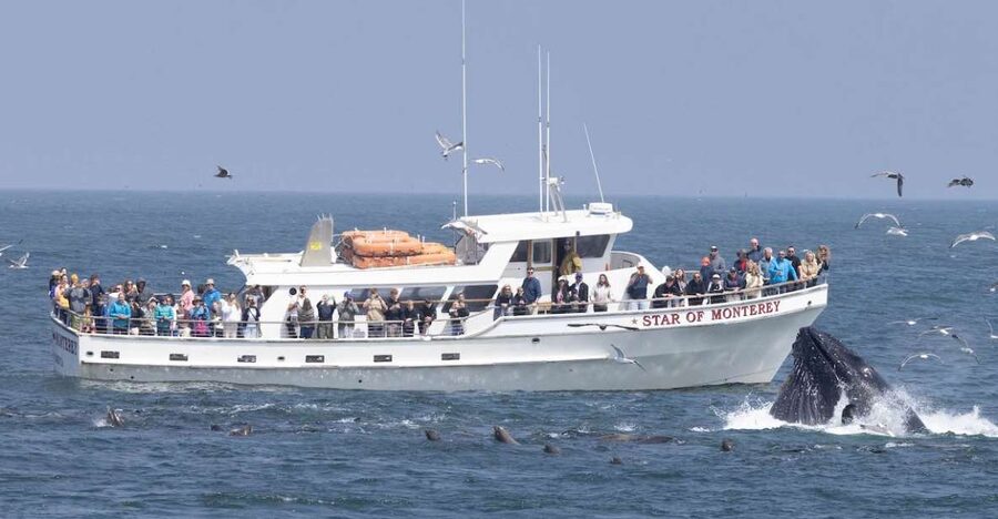 Monterey: Monterey Bay Dolphin and Whale Watching Boat Tour - Key highlights I’d circle on your plan