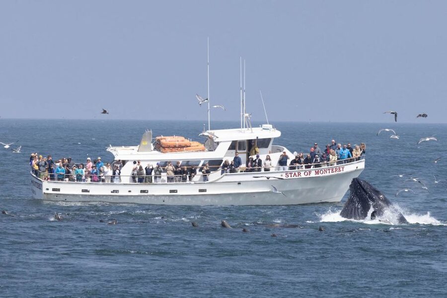 Monterey: Monterey Bay Dolphin and Whale Watching Boat Tour - The main event: gray whales, killer whales, and humpbacks in a 3-hour window