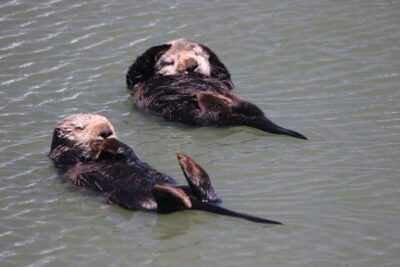 Monterey: Monterey Bay Dolphin and Whale Watching Boat Tour - Monterey Bay’s fragile ecosystem: why the guide’s lessons are more than facts
