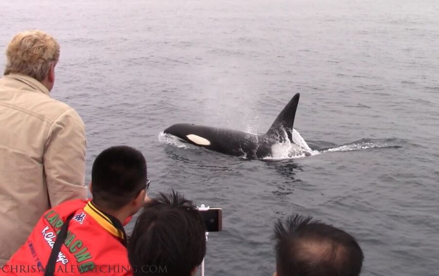 Monterey: Monterey Bay Dolphin and Whale Watching Boat Tour - Parking and meeting point: save time before the tour starts