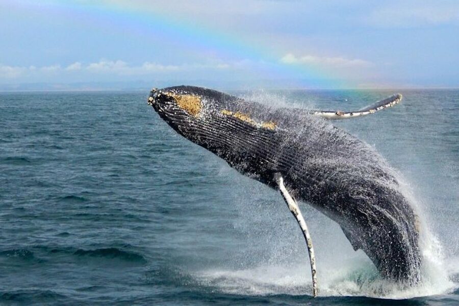 Monterey: Monterey Bay Dolphin and Whale Watching Boat Tour - Price and value: $62 for a guided 3-hour whale hunt