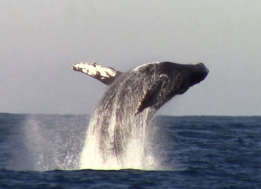 Monterey: Monterey Bay Dolphin and Whale Watching Boat Tour - Should you book this tour?
