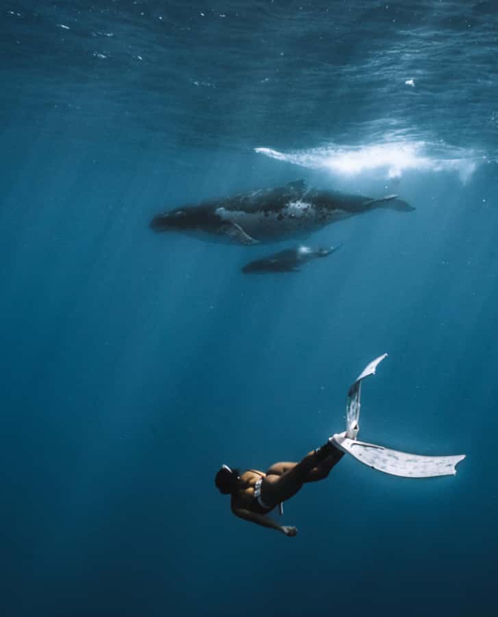 Moorea 4H Shared Boat Tour Whale Swimming and Snorkeling - Practical packing checklist for a wet, sunny, whale-season morning