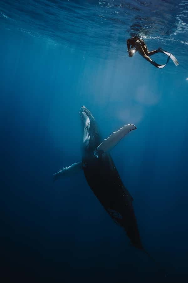 Moorea 4H Shared Boat Tour Whale Swimming and Snorkeling - Moorea whale swimming: when the ocean is the schedule