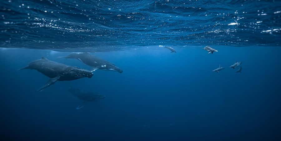 Moorea 4H Shared Boat Tour Whale Swimming and Snorkeling - Meeting points on Moorea: quick pickups, not long transfers