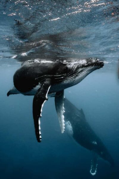 Moorea 4H Shared Boat Tour Whale Swimming and Snorkeling - Small-group days: why a 6-person boat changes everything