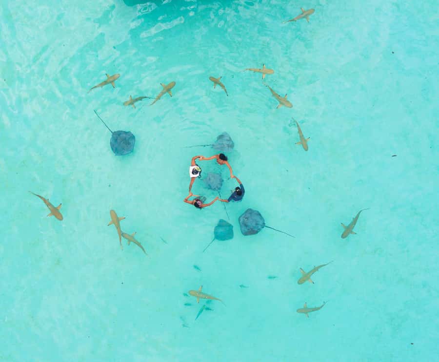 Moorea 4H Shared Boat Tour Whale Swimming and Snorkeling - On board: fruit, drinks, and the gear you need