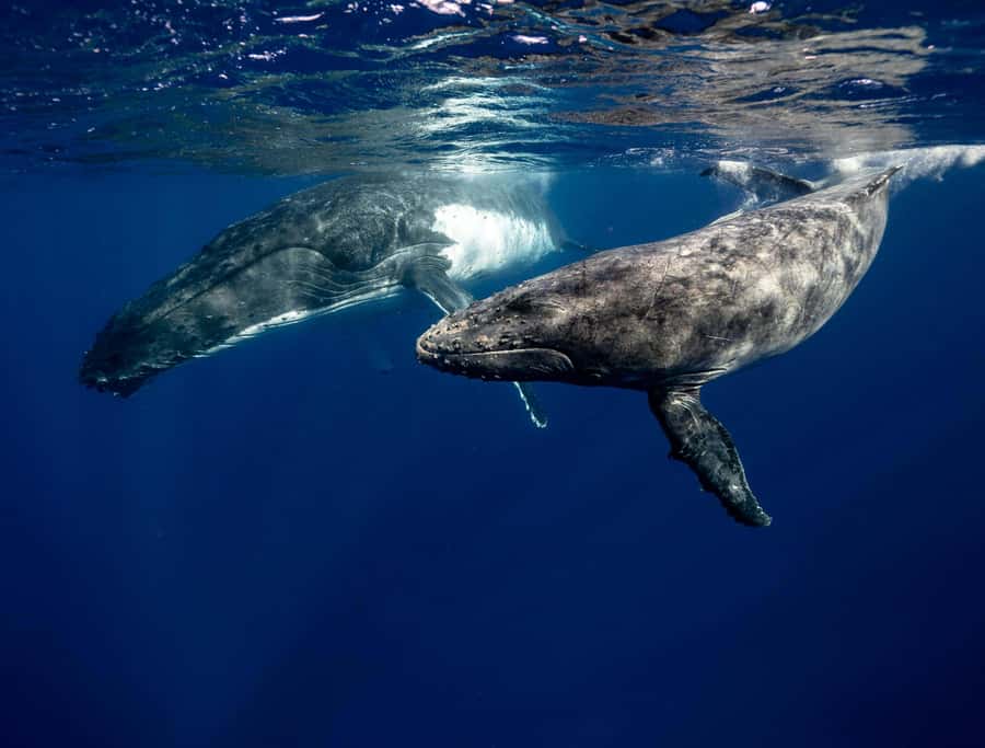 Moorea 4H Shared Boat Tour Whale Swimming and Snorkeling - Whale watching and swimming: how the crew keeps it safe