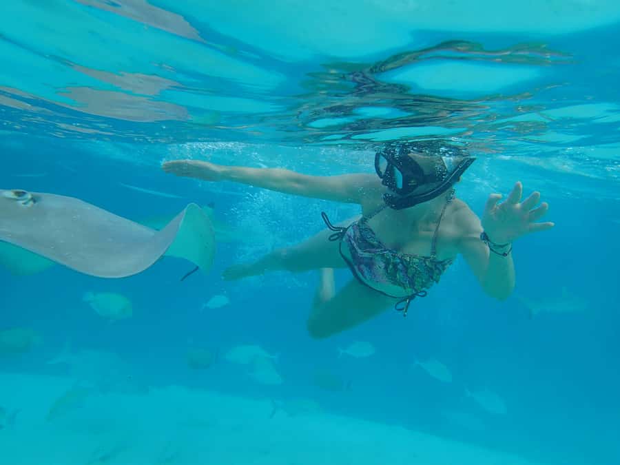 Moorea 4H Shared Boat Tour Whale Swimming and Snorkeling - Lagoon snorkeling after whales: stingrays, blacktip sharks, and turtles