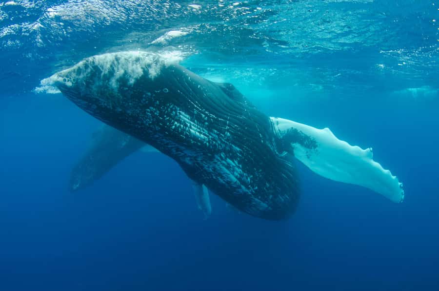 Moorea 4H Shared Boat Tour Whale Swimming and Snorkeling - Price and value: what $259 buys you on a 4-hour boat