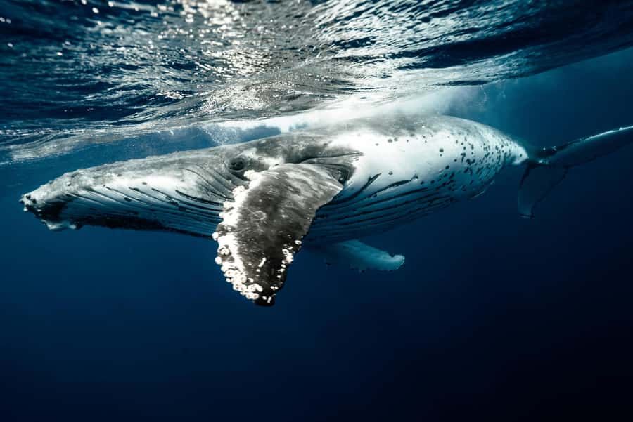 Moorea 4H Shared Boat Tour Whale Swimming and Snorkeling - Who should book (and who should skip)
