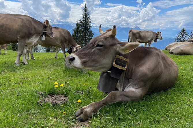 Mt Rigi and Lucerne Day Trip from Zurich With Boat Ride - Your Free Time on Mount Rigi: How to Make It Worth It