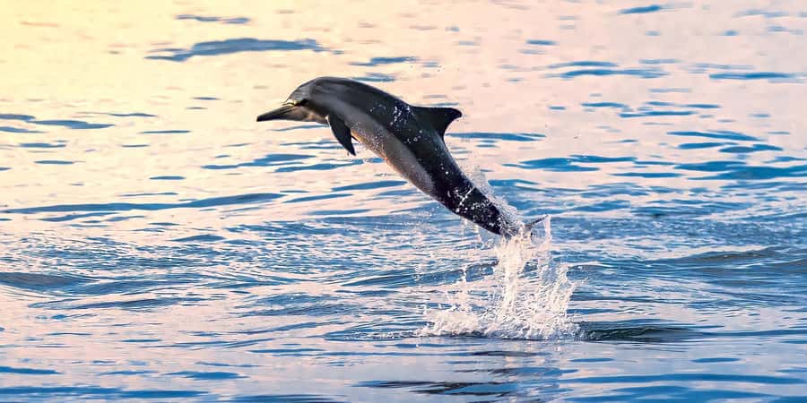 Muscat: Dolphin Watching Boat Tour - Key Points Before You Go