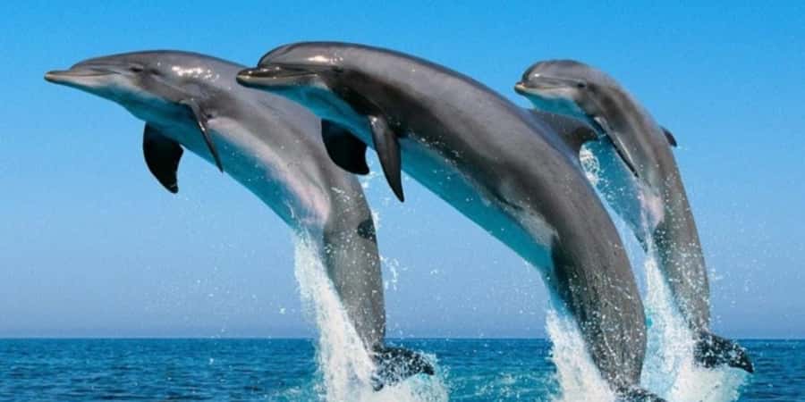 Muscat: Dolphin Watching Boat Tour - The Two-Hour Cruise: What You’ll Do on the Boat