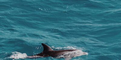 Muscat: Dolphin Watching Boat Tour - Getting There: Marina Bandar Al Rowdha and Office 10