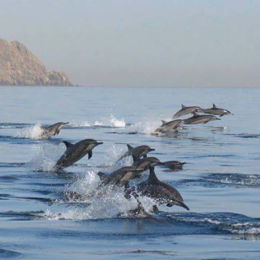 Muscat: Dolphin Watching Boat Trip with Snacks & Local Guide - Getting to Marina Bandar al Rowdha: pickup that keeps your morning sane