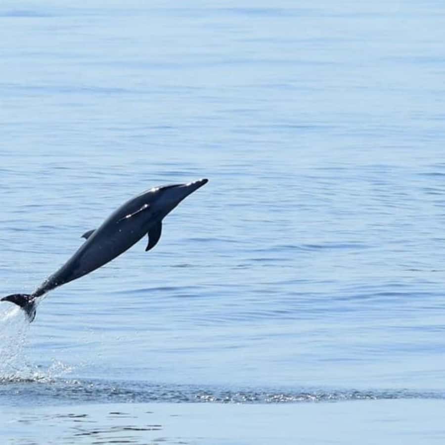 Muscat: Dolphin Watching Boat Trip with Snacks & Local Guide - Snacks, soft drinks, and water: the small included comfort you’ll thank yourself for