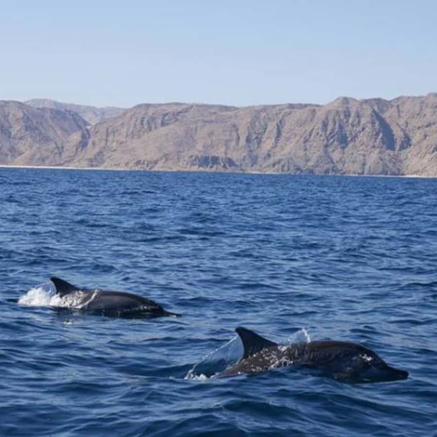 Muscat: Dolphin Watching Boat Trip with Snacks & Local Guide - Rules on board: easy-to-follow boundaries that keep things smooth