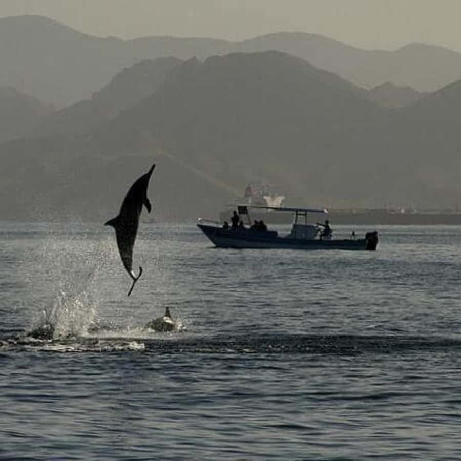Muscat: Dolphin Watching Boat Trip with Snacks & Local Guide - Who this tour fits best, and who might want another option