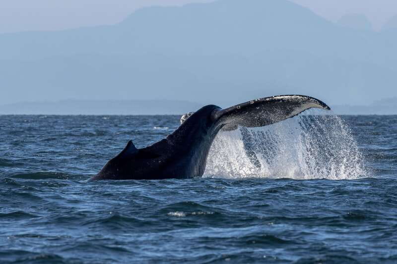 Nanaimo: Whale Watching Open Boat Tour - Where to Meet on Nanaimo’s Seawall and How the Day Starts