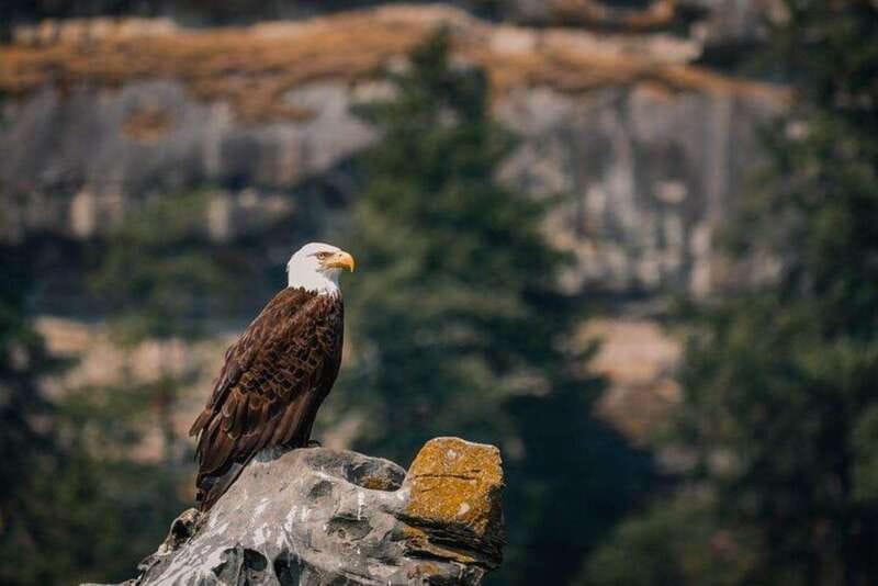 Nanaimo: Whale Watching Open Boat Tour - Learning the Salish Sea: Why the Whale Spotting Feels Smarter Here