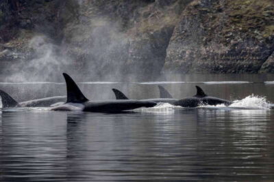 Nanaimo: Whale Watching Open Boat Tour - Open-Boat Comfort: Anti-Exposure Suits, Toilet, and Real-World Weather