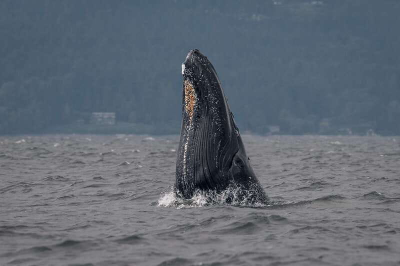 Nanaimo: Whale Watching Open Boat Tour - What You’re Most Likely to See: Orcas, Humpbacks, and More