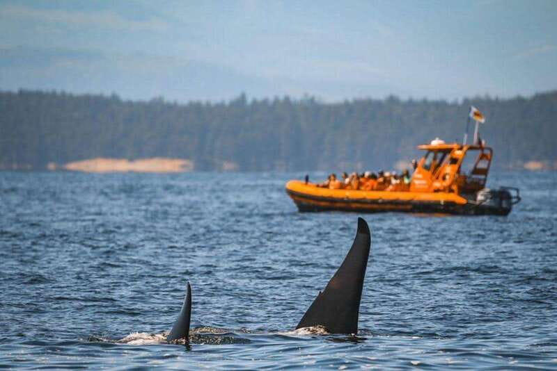 Nanaimo: Whale Watching Open Boat Tour - Conservation Talk at the End: From Sightings to Impact