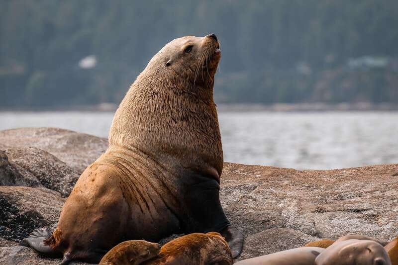 Nanaimo: Whale Watching Open Boat Tour - Should You Book This Nanaimo Whale Watching Open Boat Tour?