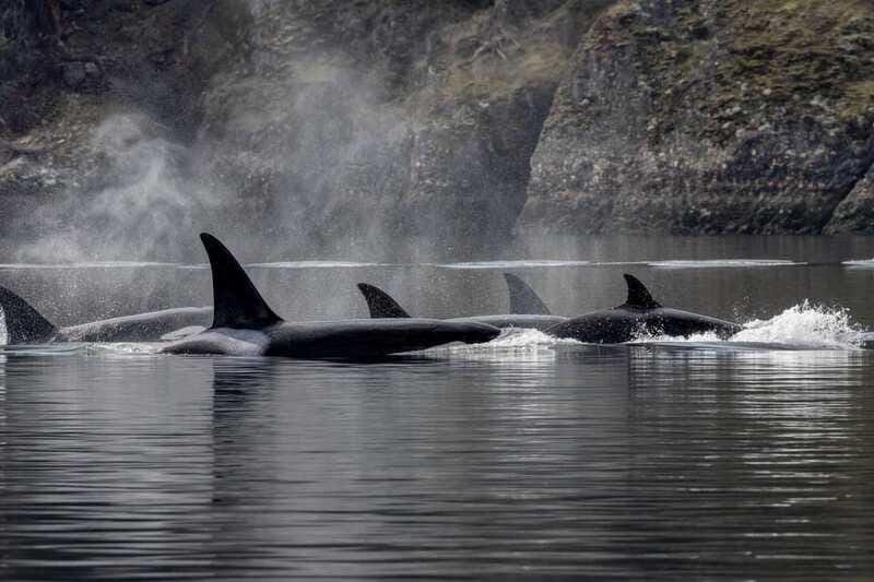 Nanaimo: Whale Watching Semi-Covered Boat Tour - Species you might see and the Salish Sea food web story